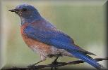 WesternBluebird.zip