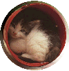 BucketKitten.zip