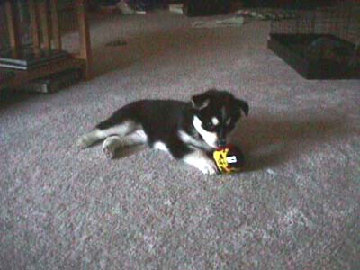 Chloe playing with her ball