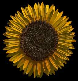 sunflower_2.jpg (12381 bytes)