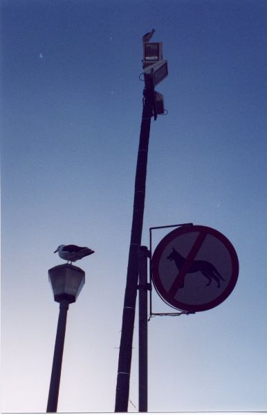 seagulls_on_lights