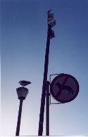 seagulls_on_lights