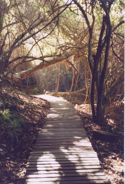 tsisikamma_forest_path