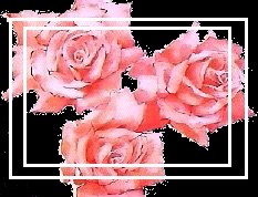 [Roses]