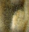 Texture fur3